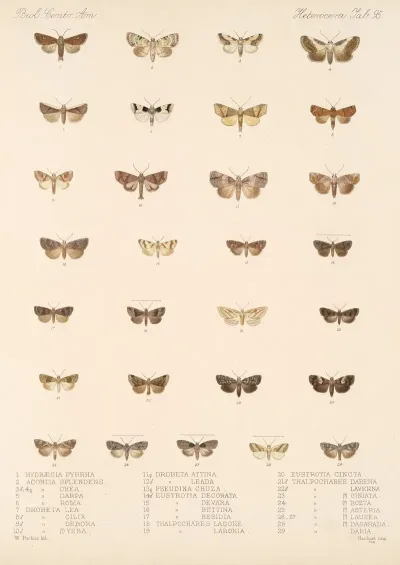 Insecta Lepidoptera Heterocera Pl 095