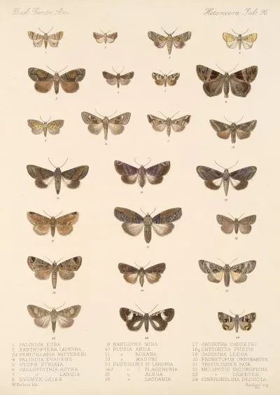 Insecta Lepidoptera Heterocera Pl 096