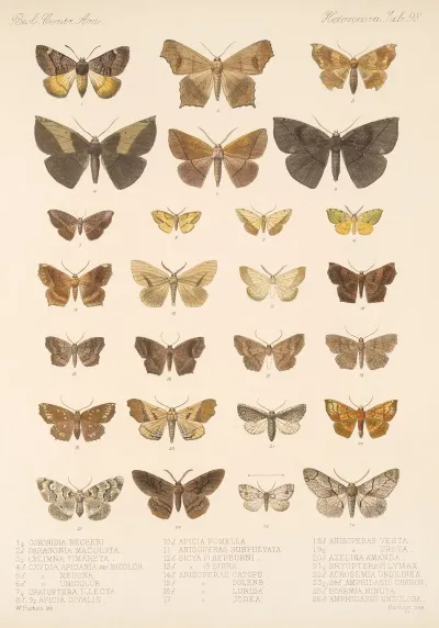 Insecta Lepidoptera Heterocera Pl 098