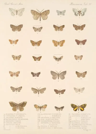 Insecta Lepidoptera Heterocera Pl 099