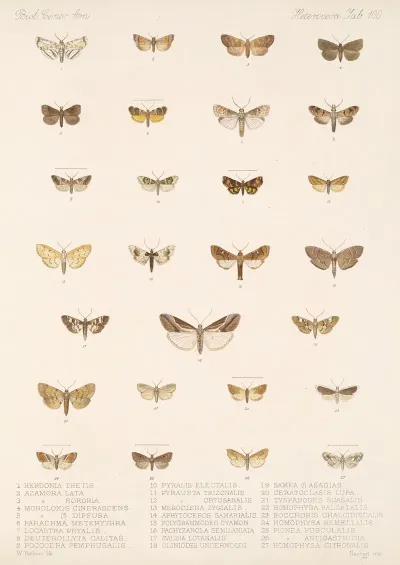 Insecta Lepidoptera Heterocera Pl 100
