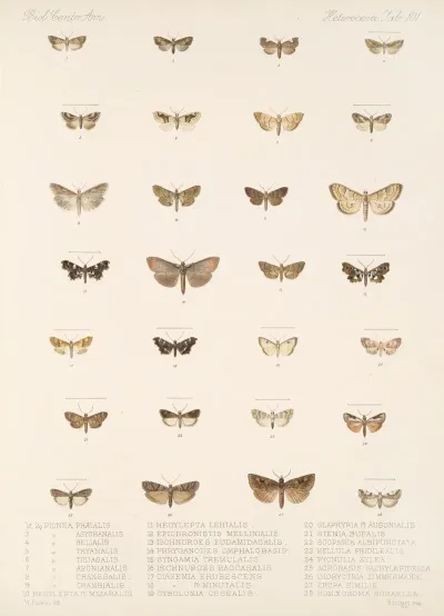 Insecta Lepidoptera Heterocera Pl 101