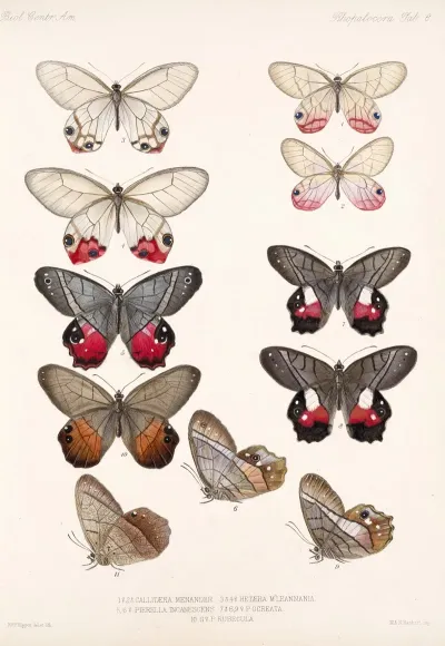 Insecta Lepidoptera Rhopalocera Pl 006