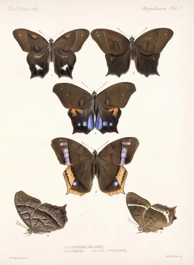 Insecta Lepidoptera Rhopalocera Pl 007