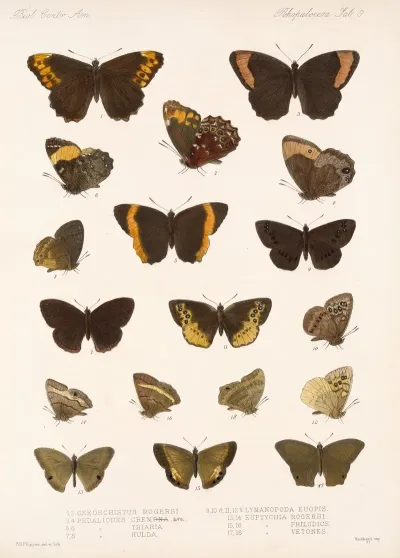 Insecta Lepidoptera Rhopalocera Pl 009
