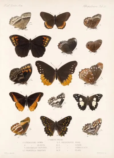 Insecta Lepidoptera Rhopalocera Pl 010