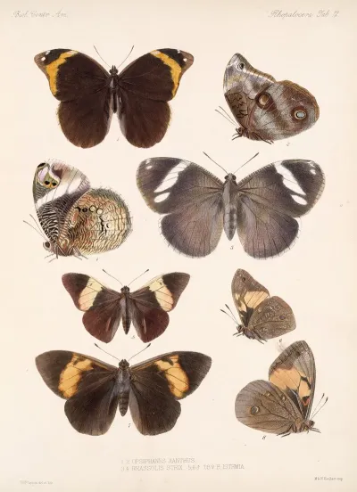 Insecta Lepidoptera Rhopalocera Pl 012