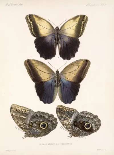Insecta Lepidoptera Rhopalocera Pl 014