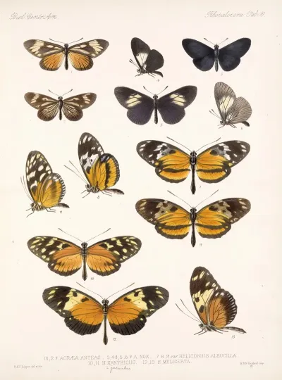 Insecta Lepidoptera Rhopalocera Pl 016