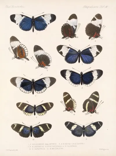 Insecta Lepidoptera Rhopalocera Pl 018