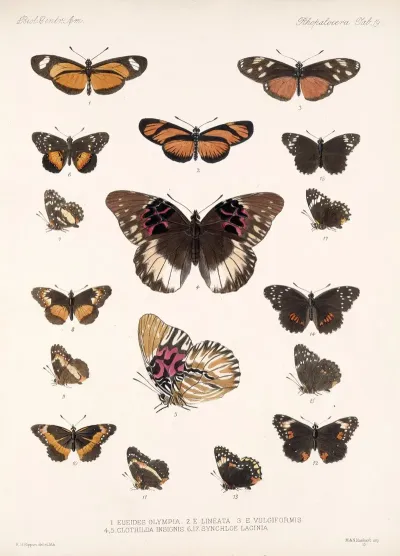 Insecta Lepidoptera Rhopalocera Pl 019