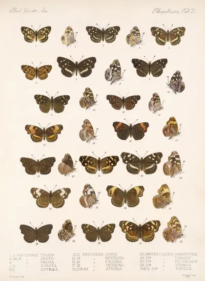 Insecta Lepidoptera Rhopalocera Pl 022