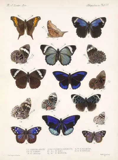 Insecta Lepidoptera Rhopalocera Pl 023