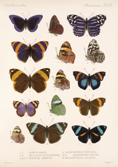 Insecta Lepidoptera Rhopalocera Pl 024