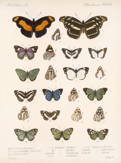 Insecta Lepidoptera Rhopalocera Pl 025