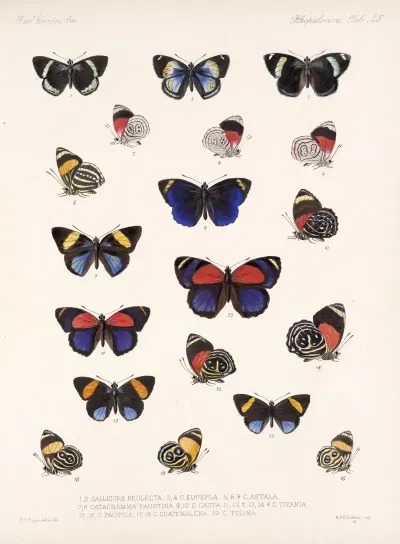 Insecta Lepidoptera Rhopalocera Pl 026