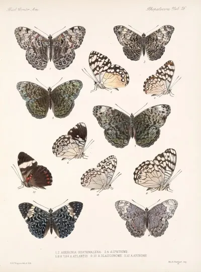 Insecta Lepidoptera Rhopalocera Pl 027
