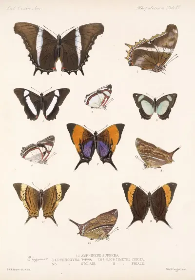 Insecta Lepidoptera Rhopalocera Pl 028