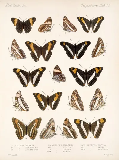 Insecta Lepidoptera Rhopalocera Pl 030
