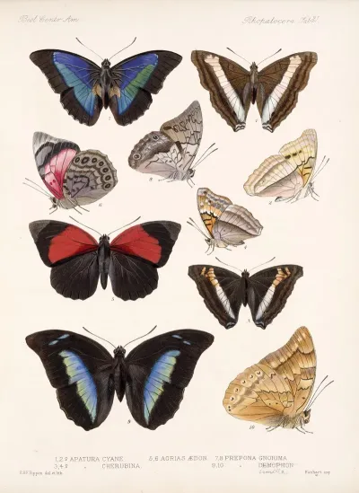 Insecta Lepidoptera Rhopalocera Pl 032
