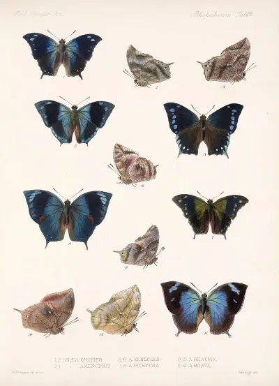 Insecta Lepidoptera Rhopalocera Pl 033