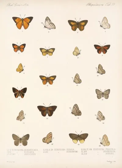 Insecta Lepidoptera Rhopalocera Pl 040