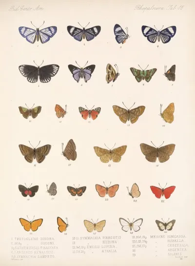 Insecta Lepidoptera Rhopalocera Pl 043