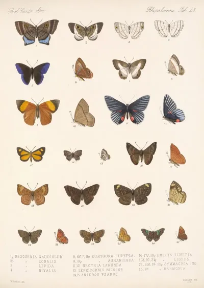 Insecta Lepidoptera Rhopalocera Pl 044