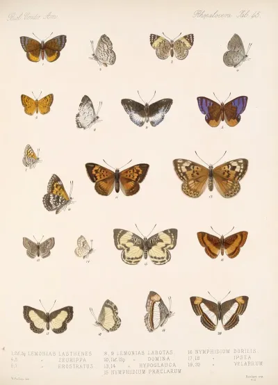 Insecta Lepidoptera Rhopalocera Pl 046