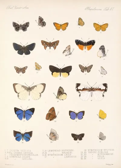 Insecta Lepidoptera Rhopalocera Pl 048