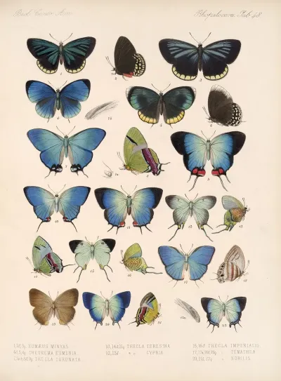 Insecta Lepidoptera Rhopalocera Pl 049
