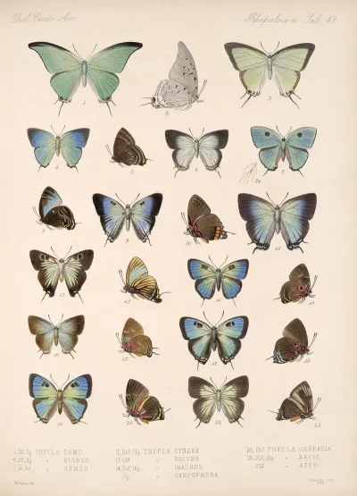 Insecta Lepidoptera Rhopalocera Pl 050