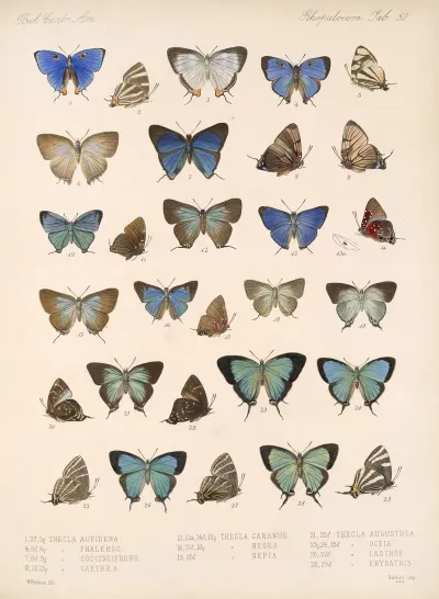 Insecta Lepidoptera Rhopalocera Pl 051