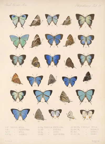 Insecta Lepidoptera Rhopalocera Pl 052