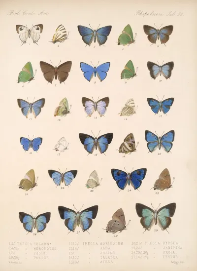 Insecta Lepidoptera Rhopalocera Pl 053