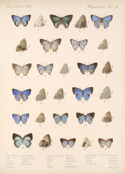 Insecta Lepidoptera Rhopalocera Pl 054