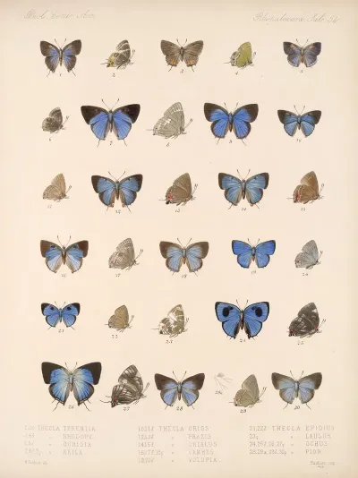 Insecta Lepidoptera Rhopalocera Pl 055
