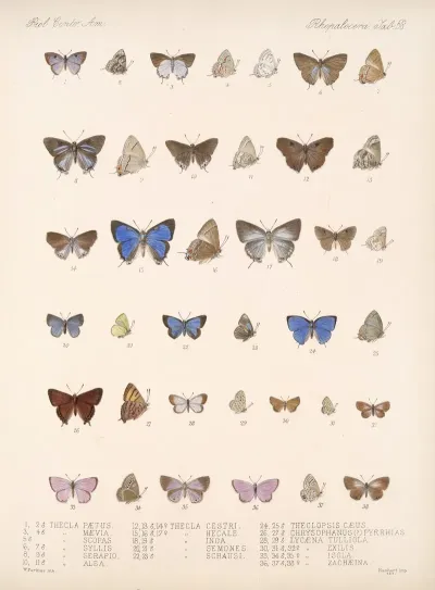 Insecta Lepidoptera Rhopalocera Pl 059