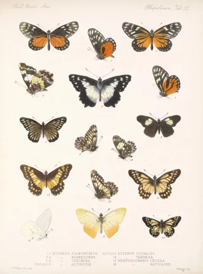 Insecta Lepidoptera Rhopalocera Pl 060