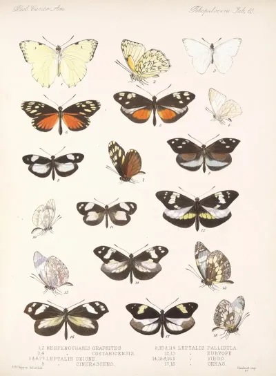 Insecta Lepidoptera Rhopalocera Pl 061