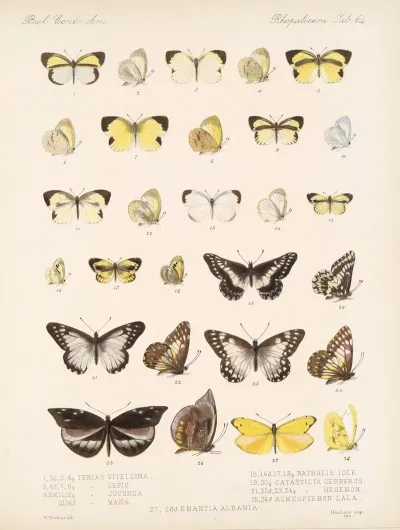 Insecta Lepidoptera Rhopalocera Pl 065