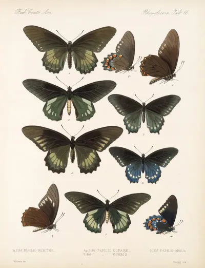 Insecta Lepidoptera Rhopalocera Pl 067