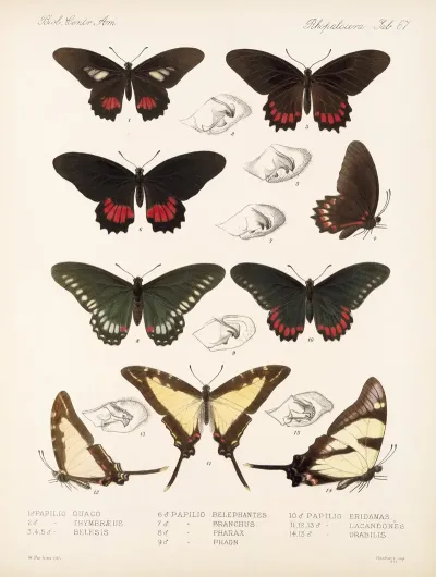 Insecta Lepidoptera Rhopalocera Pl 068