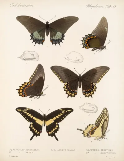 Insecta Lepidoptera Rhopalocera Pl 070