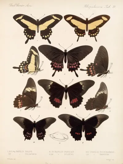 Insecta Lepidoptera Rhopalocera Pl 071