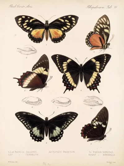 Insecta Lepidoptera Rhopalocera Pl 072