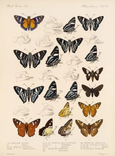 Insecta Lepidoptera Rhopalocera Pl 075