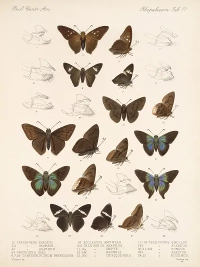 Insecta Lepidoptera Rhopalocera Pl 078