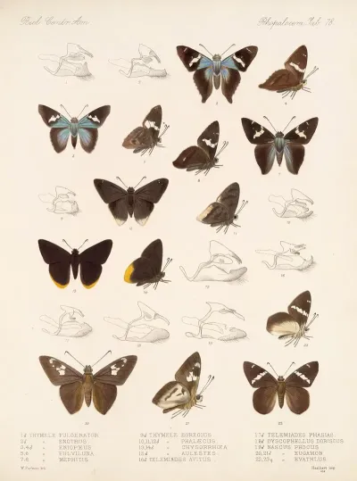 Insecta Lepidoptera Rhopalocera Pl 079