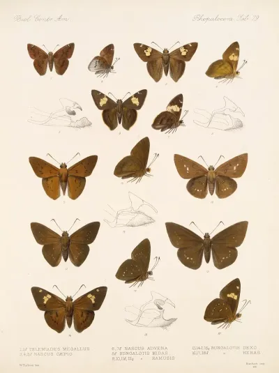 Insecta Lepidoptera Rhopalocera Pl 080